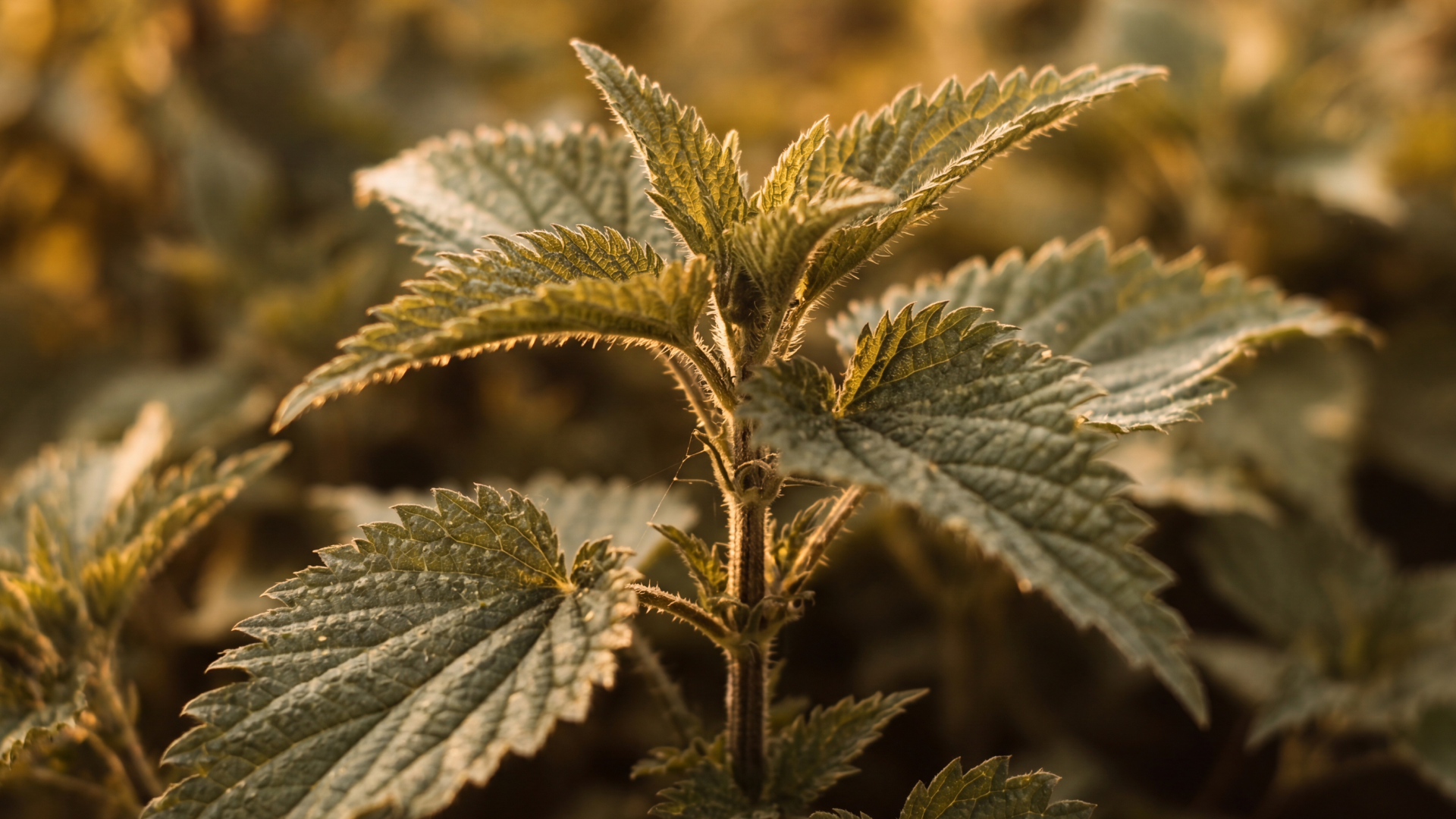 A close-up of a stinging nettle plant